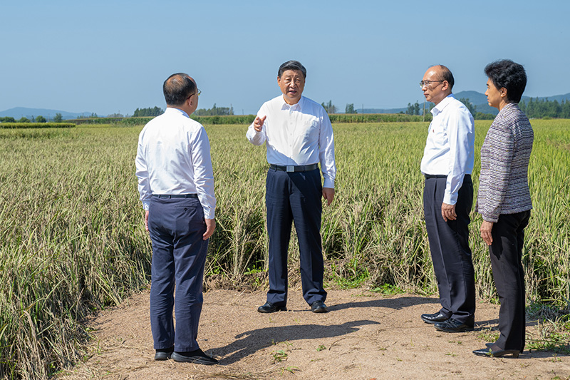 9月6日至8日，中共中央總書(shū)記、國(guó)家主席、中央軍委主席習(xí)近平在黑龍江考察。這是7日上午，習(xí)近平在遭受洪澇災(zāi)害的哈爾濱尚志市老街基鄉(xiāng)龍王廟村，察看水稻受災(zāi)情況。